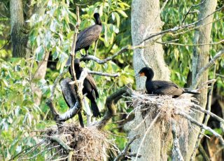 A Nest Full Of Young Cormorants At Silver Springs