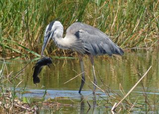 Great Blue Herron Eating A Catfish At Lake Apopka North Shore