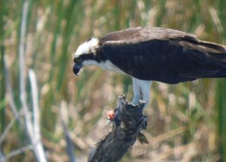 Osprey Nibbling On A Fish At Lake Apopka North Shore