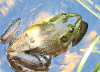 Frog Hanging Out Near Paynes Prairie Observation Boardwalk