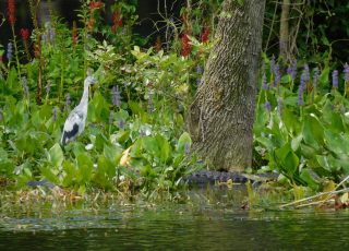 Young Anhinga Looks On As Gator Hides In Vegetation