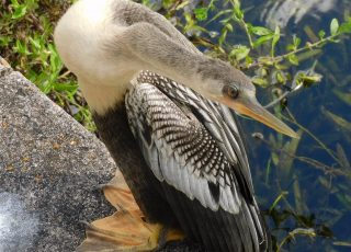 Anhinga On A Ledge At Silver Springs