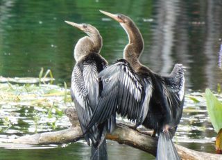 Pair of Anhingas Sharing  A Tree Branch At Silver Springs