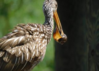 Limpkin Shows Off A Freshly Caught Snail At Paynes Prairie