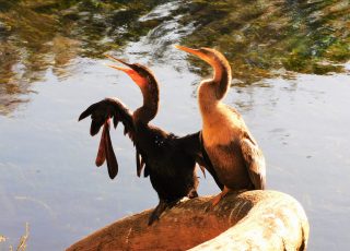 Pair of Anhingas On Horseshoe Palm Tree At Silver Springs