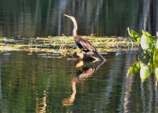 Anhinga Reflected  In Silver River Near Sunset