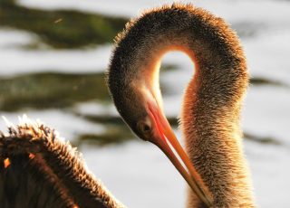 Silver Spring Anhinga Has An Itch