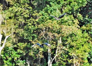 Two Herons Spread Their Wings At La Chua Trail
