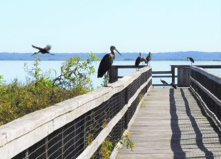 Limpkins Take Over Closed Observation Boardwalk At Paynes Prairie State Park