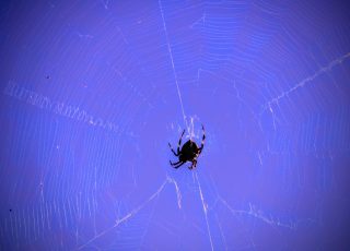 Spider finishing his web at Silver Springs