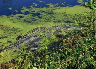 Alligator Covered In Algae At Sweetwater Wetlands