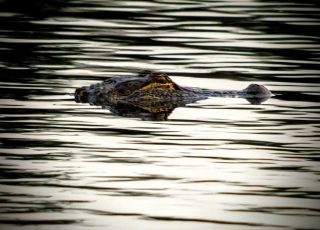 Alligators Swims Near Sunset At Paynes Prairie