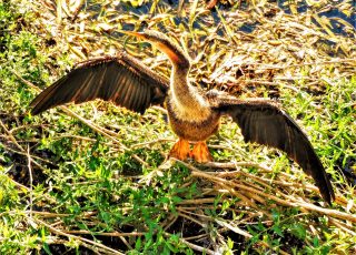 Overhead View Of Anhinga Drying Its Feathers At Silver Springs Headspring