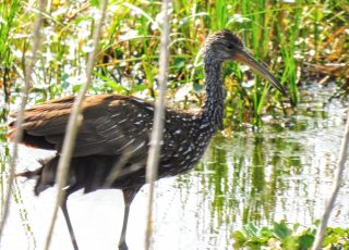 Limpkin Exploring Wetlands Along La Chua Trail