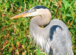 Great Blue Heron At La Chua Trail