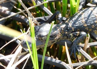 Baby Gator Exploring At Lake Apopka