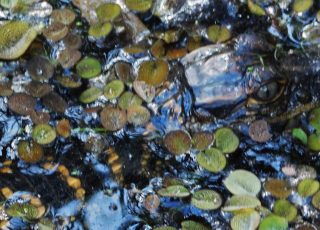 Baby Gator Swimming Under Wetland Vegetation