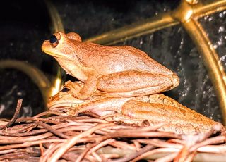 Pair of Tiny Frogs Hanging Out On My Neighbor’s Door