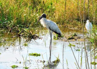 Wood Stork Makes Water Landing At Paynes Prairie