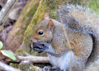 Squirrel Nibbling On A Nut At Silver Springs