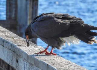 Bird Eats A Tiny Snail At 441 Observation Boardwalk