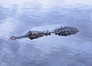 Gator Swimming On A Cold Evening At Paynes Prairie