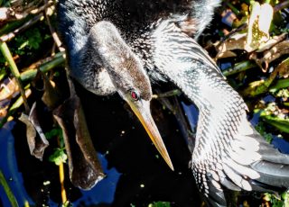 Anhinga Drying Feathers Below LaChua Trail Boardwalk