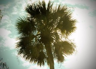 Silver Springs Palm Tree Illuminated By Afternoon Sun