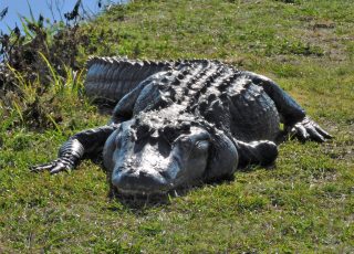 Large Gator Sunning At LaChua Trail