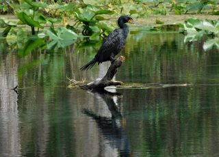 Cormorant Reflected In Silver River