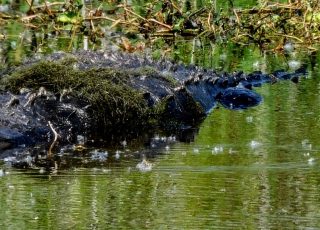 Gator Shows Off His Boney Tail