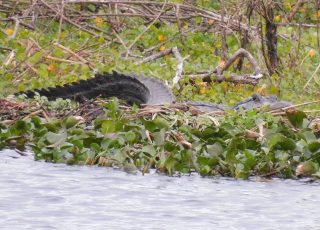 Gator Resting Amid Vegetation At Payne’s Prairie Wetland