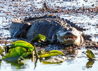 Paynes Prairie Gator Smiles For The Camera