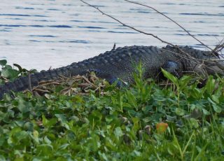 Alligator Sunning On Grassy Area At Paynes Prairie Wetland