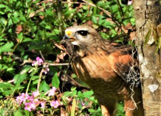 Hawk Catches A Small Lizard At Silver Springs