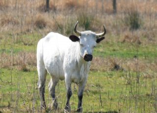 White Cattle Grazing Near Paynes Prairie On US 441