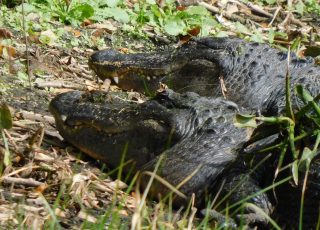 Pair Of Gators Sunning At Paynes Prairie