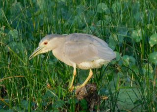 Small Bird Pecking Through Vegetation At Paynes Prairie