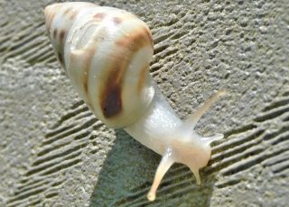 Slug Sliming The Handrail Of Silver Springs’ Ross Allen Boardwalk