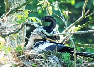 Pair Of Anhingas Building A Nest At Silver Springs