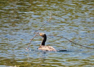 Cormorant Finds Perfect Twig For His Nest