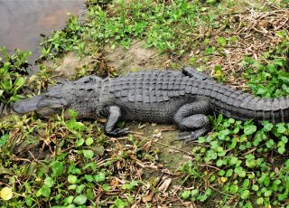 Gator Spreads Out  In The Sun, Next To La Chua Trail Boardwalk