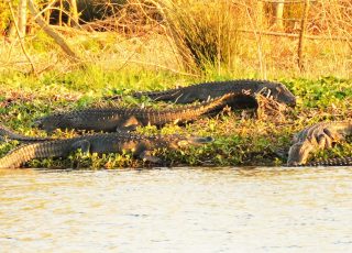 Paynes Prairie Gators Enjoying Sunset On La Chua Trail