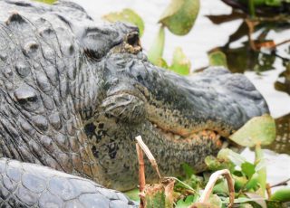 Face to Face With La Chua Trail Gator