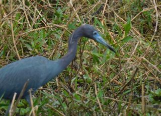 Little Blue Herron At La Chua Trail