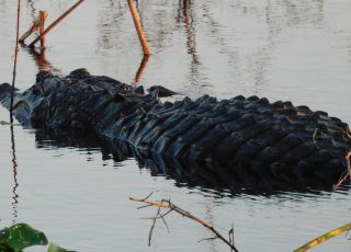 Gator Swimming At La Chua Trail