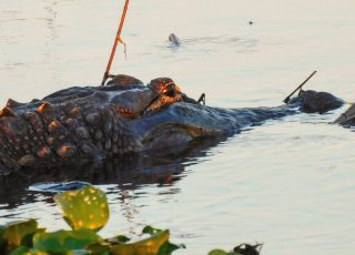 Gator Reflected In Setting Sun At Paynes Prairie