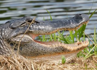 Paynes Prairie Gator Shows Off His Pearly White Teeth