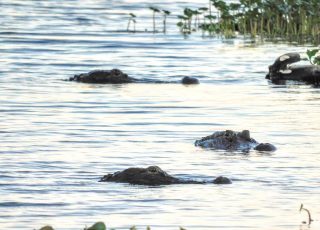 Trio Of Gators Near Sunset At La Chua Trail