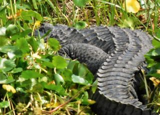 Paynes Prairie Gator Curls Up In Vegetation